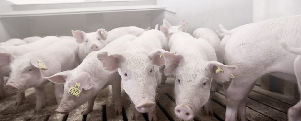 pigs conformation