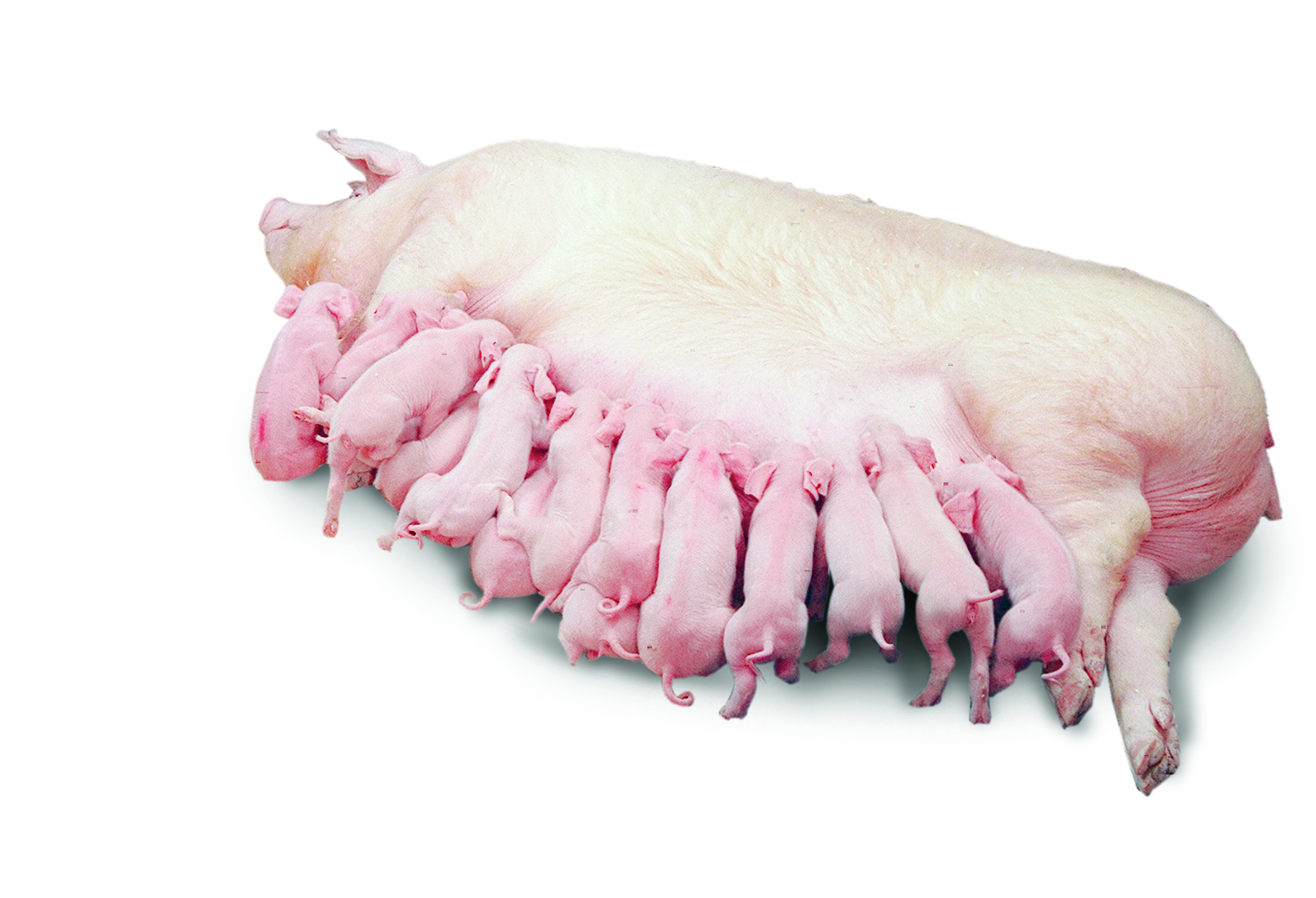 liveborn piglets