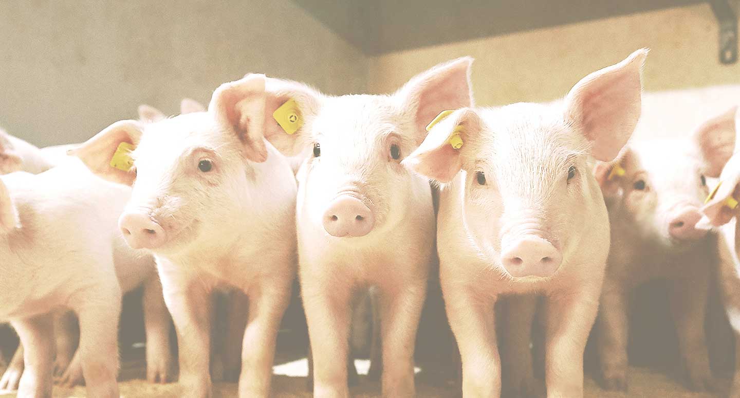 DanBred Moreffekt, tidlig tilvækst avsmål