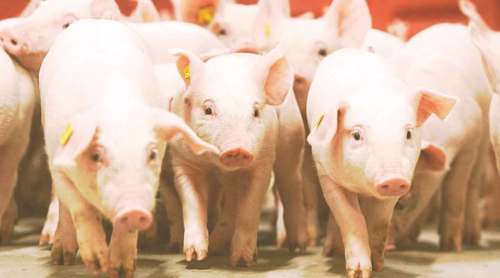 weaning piglets