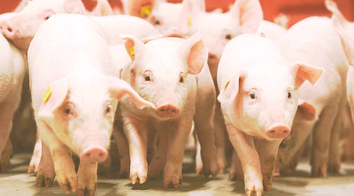 weaning piglets