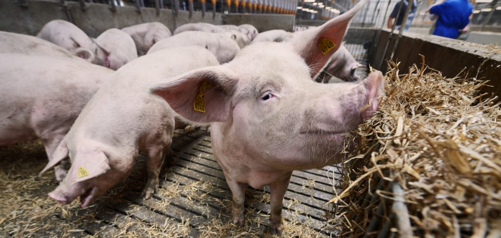 danbred pig production