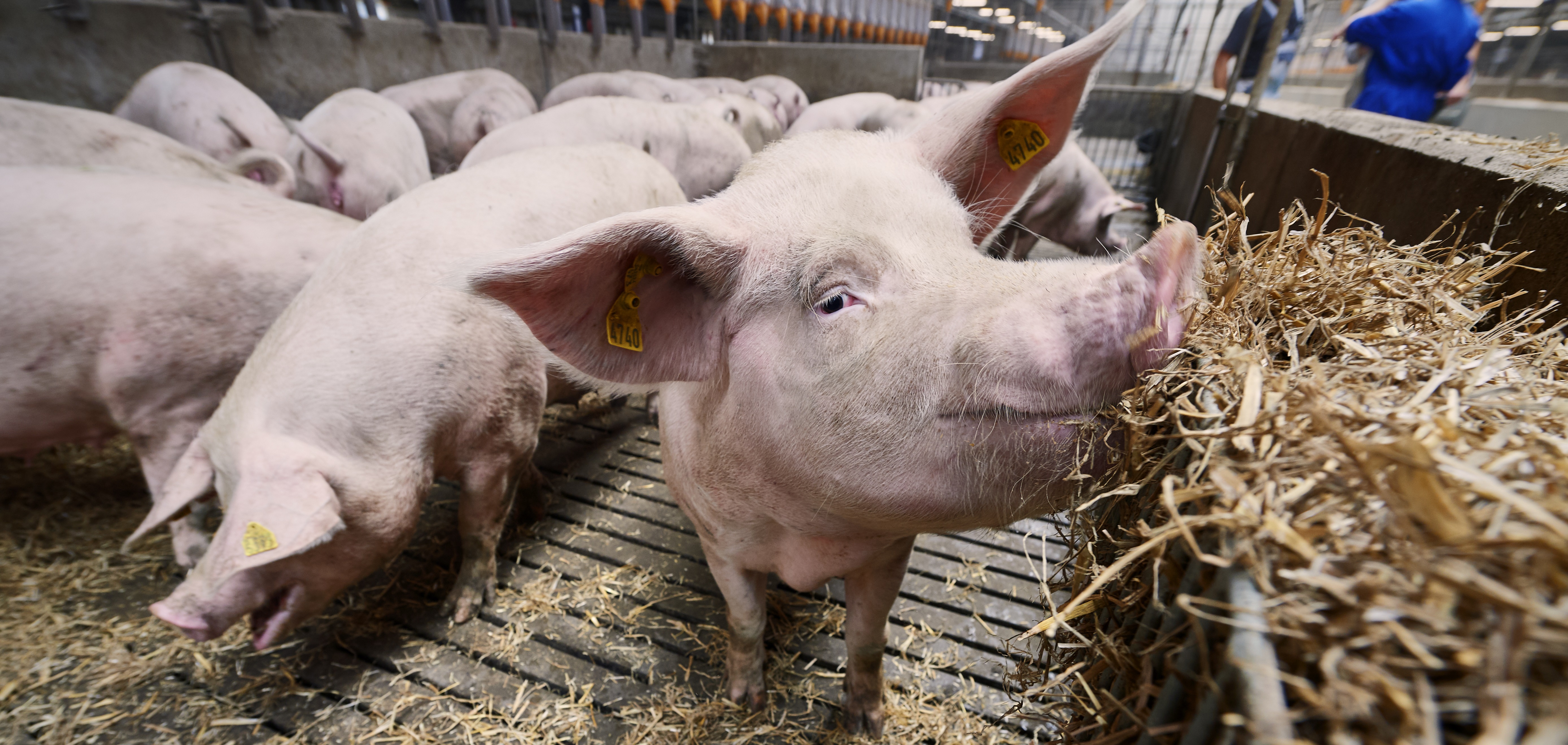 danbred pig production