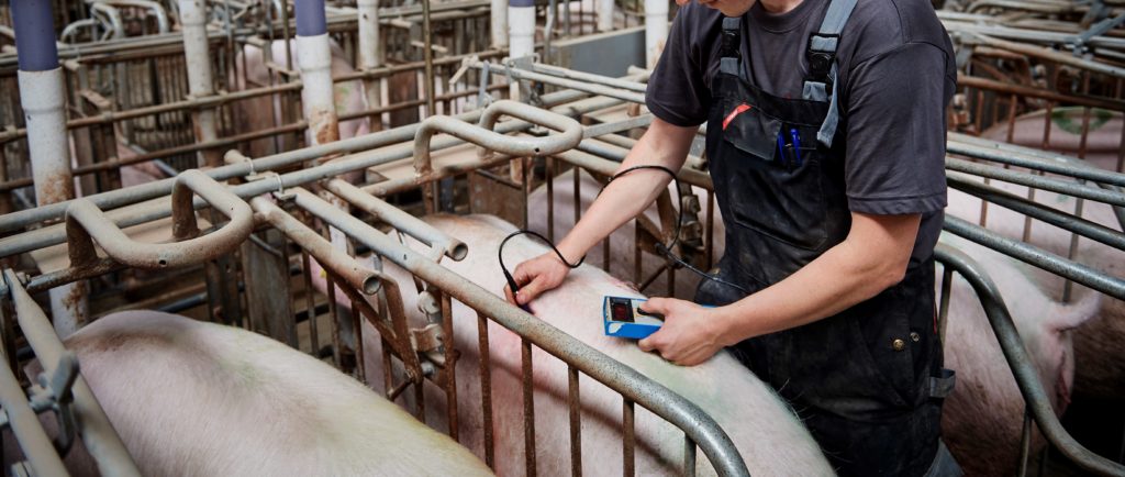 feeding gilts