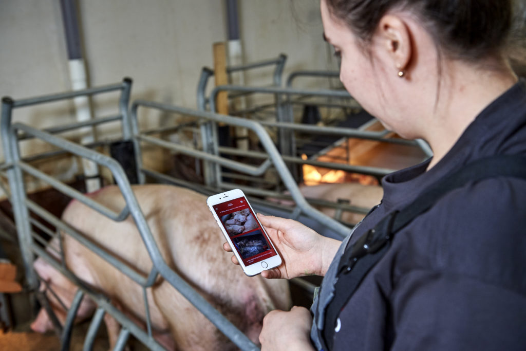danBred app