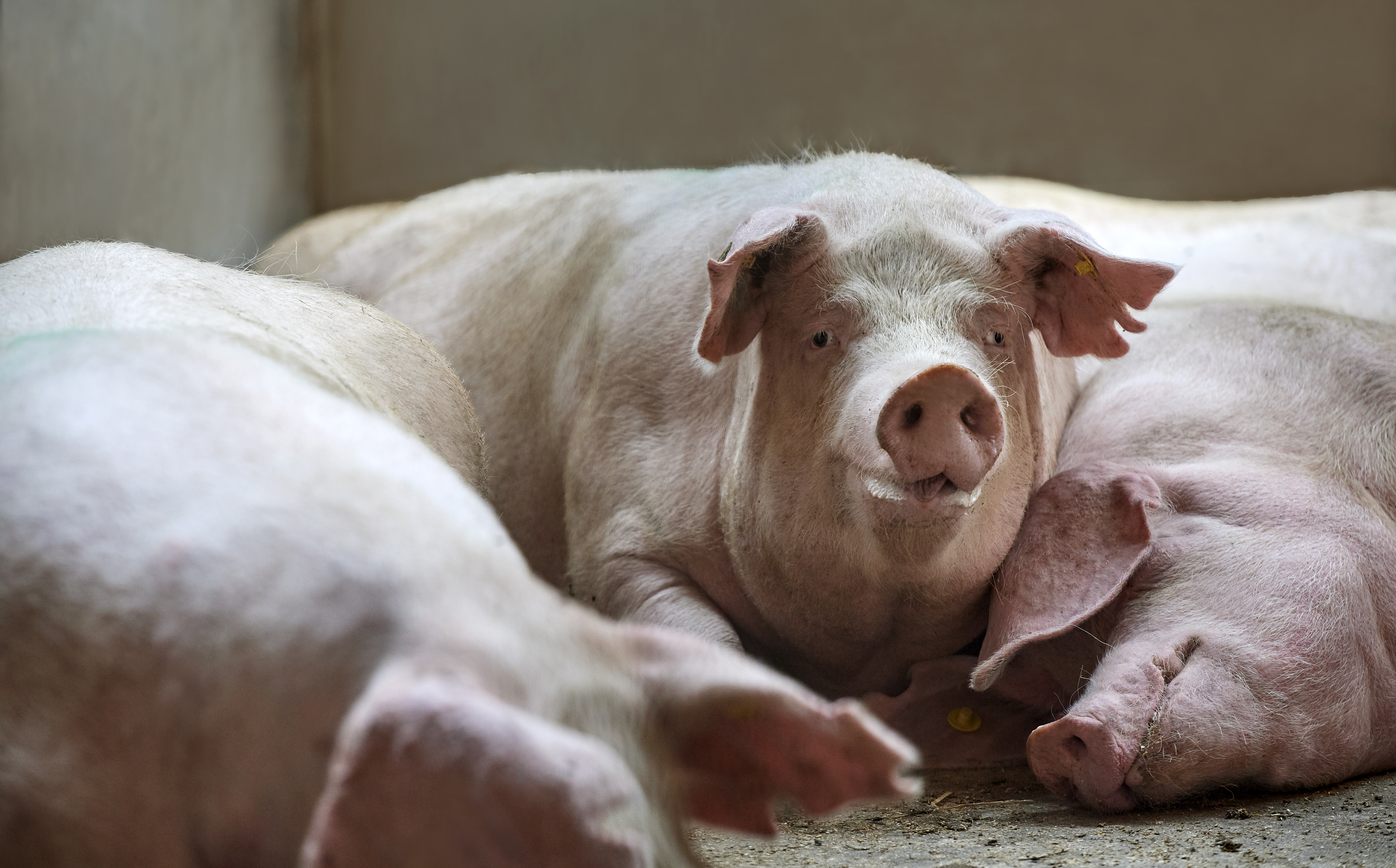 breeding for sow longevity