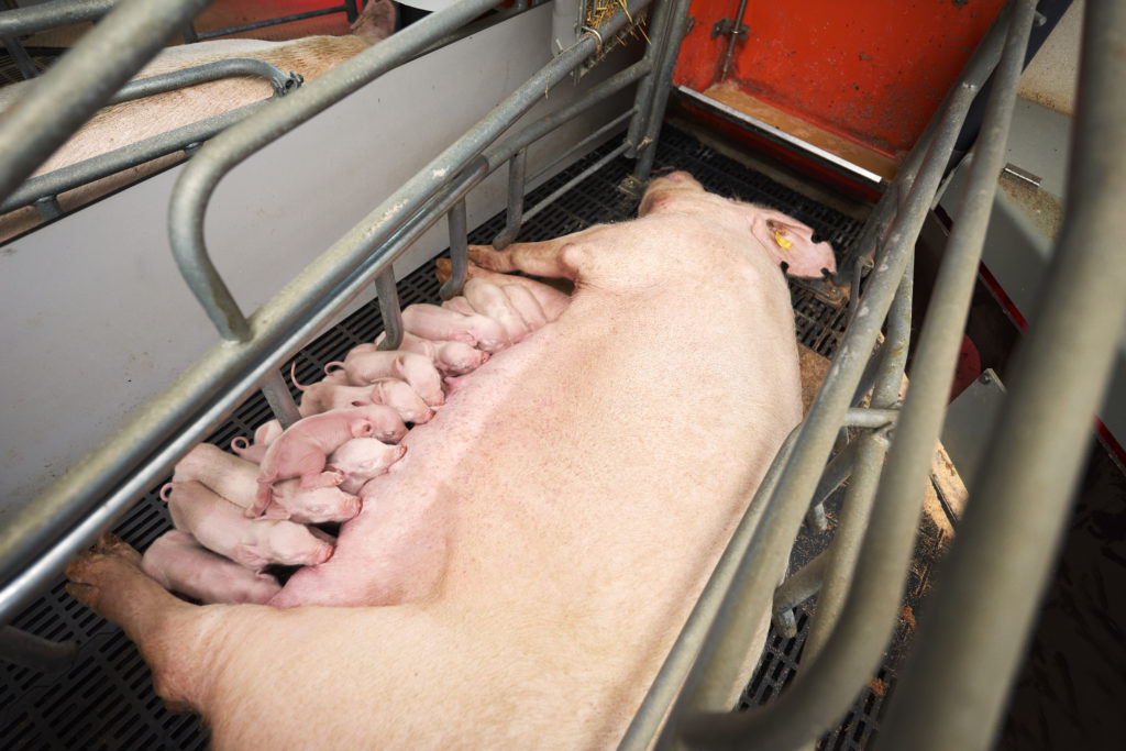 danbred sows