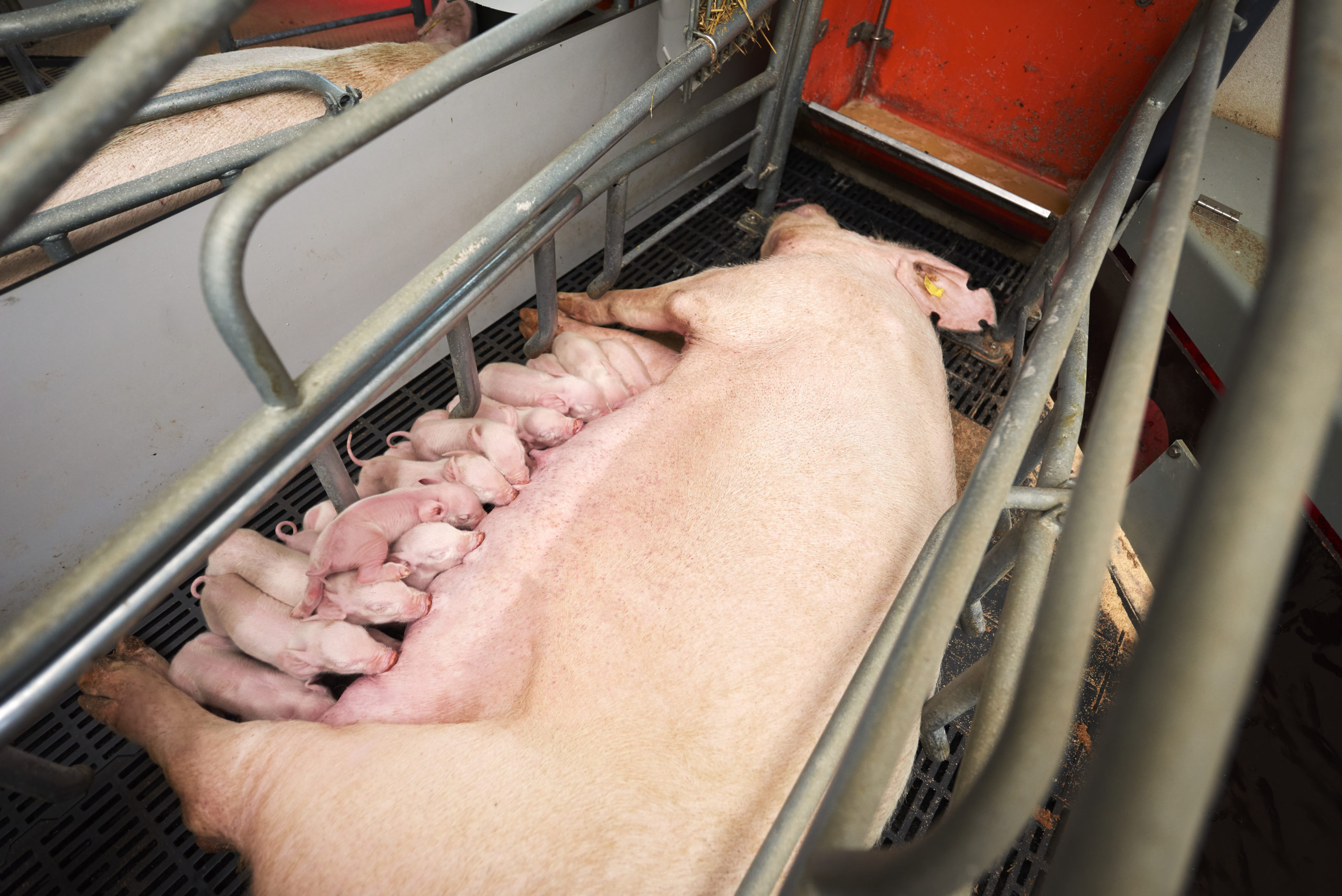 danbred sows