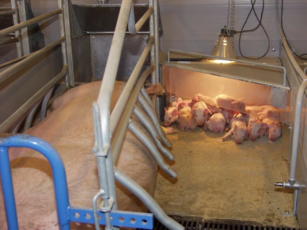 manage from birtth to weaning