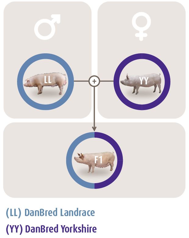 danbred landrace