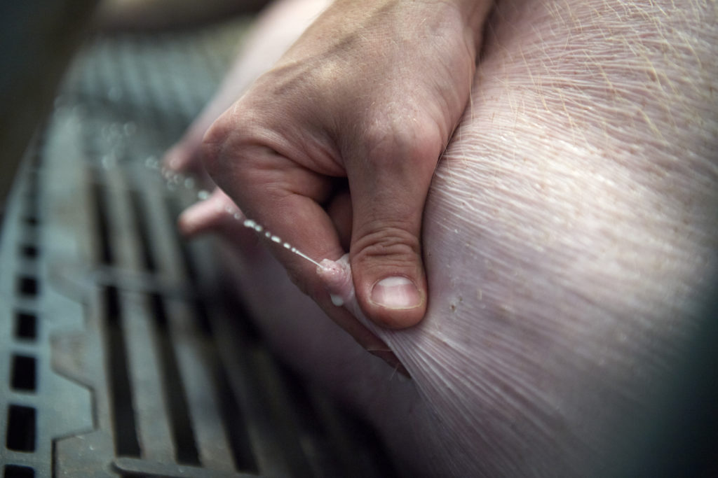 danbred pigs