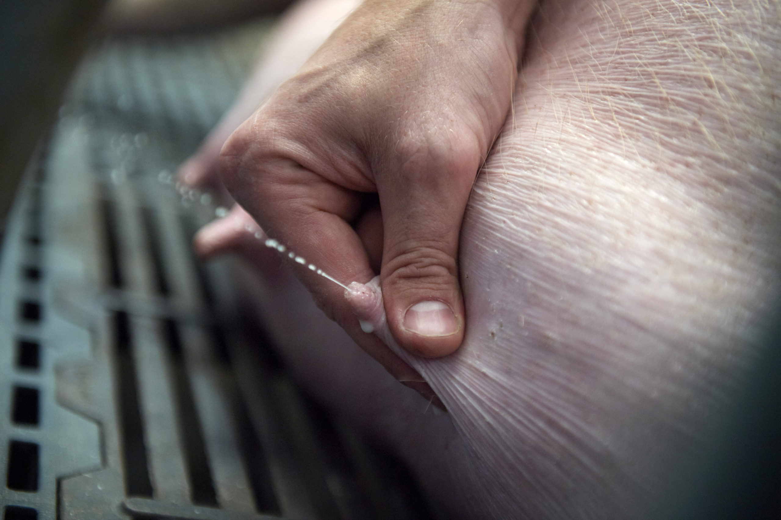 danbred pigs