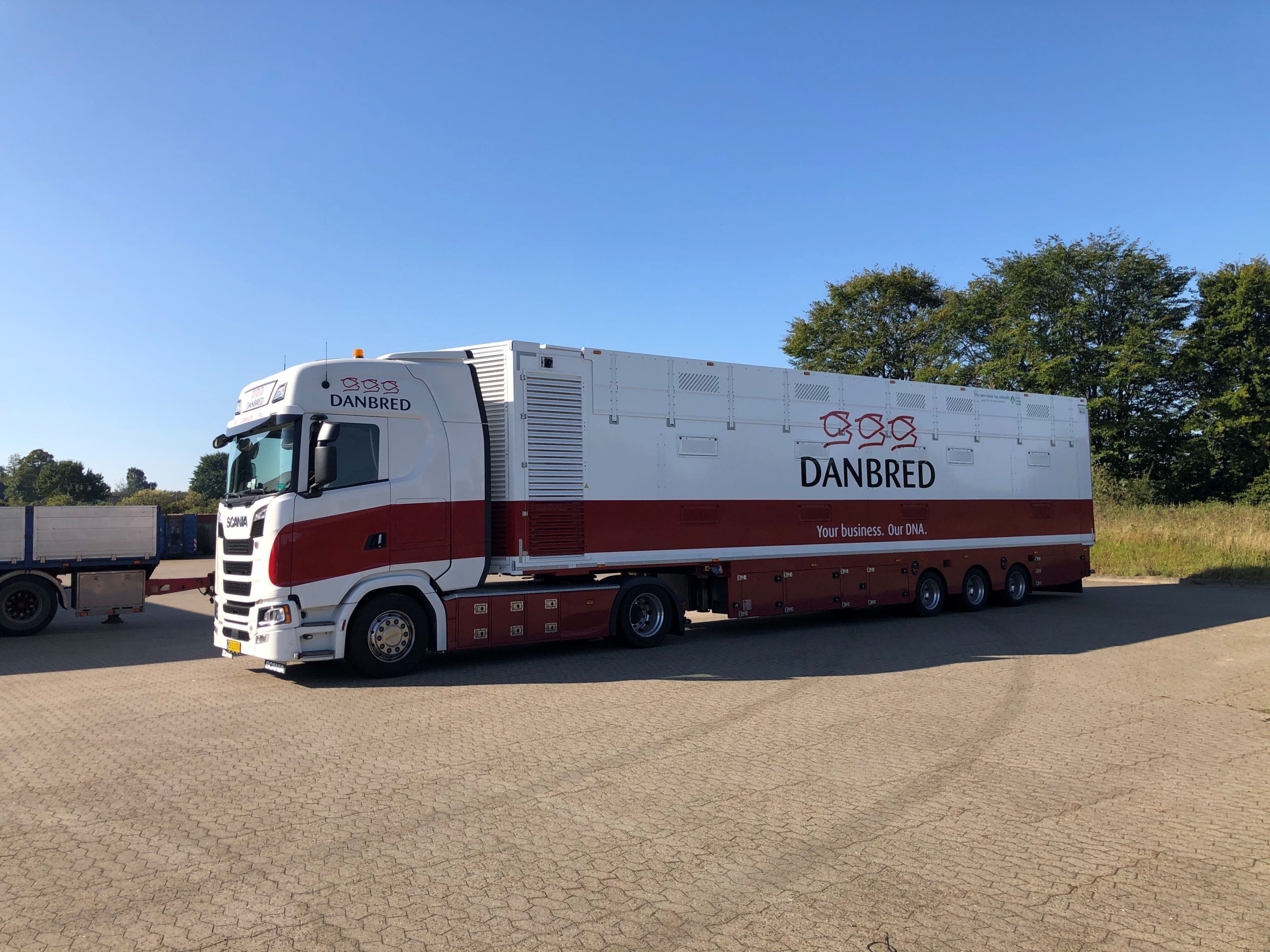 danbred export