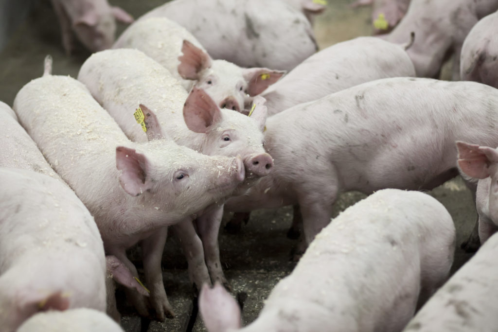 pig genetics