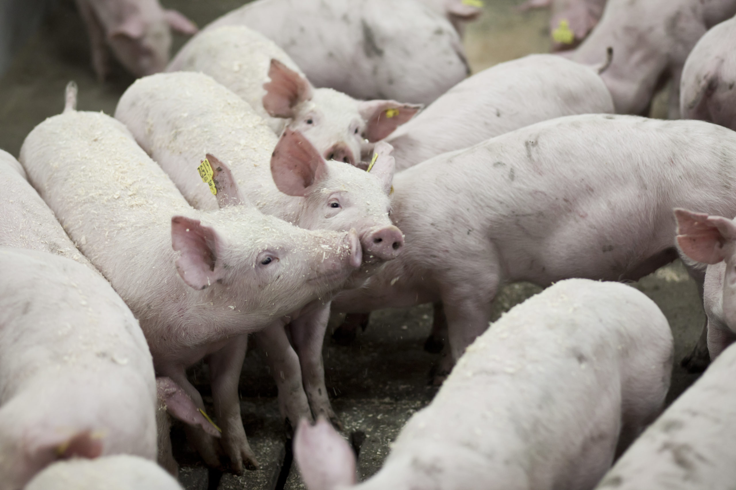 pig genetics