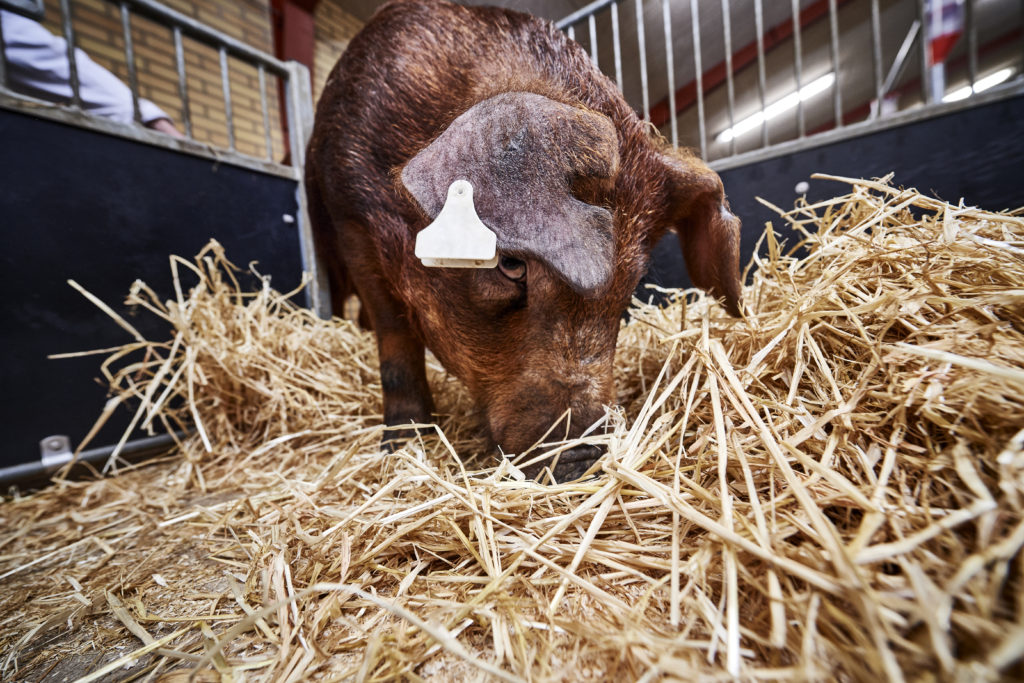pig genetics