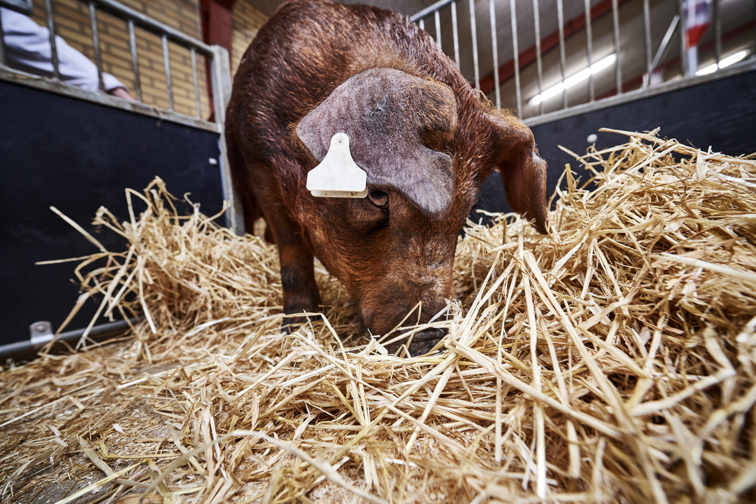 pig genetics