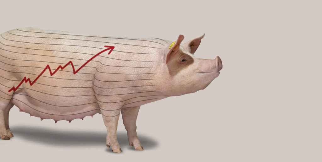danbred hybrid
