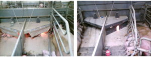 creep area for piglets