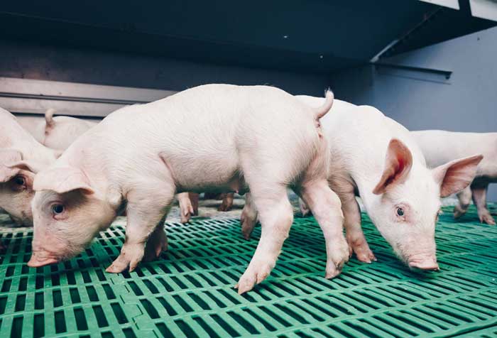 bonafarm piglets