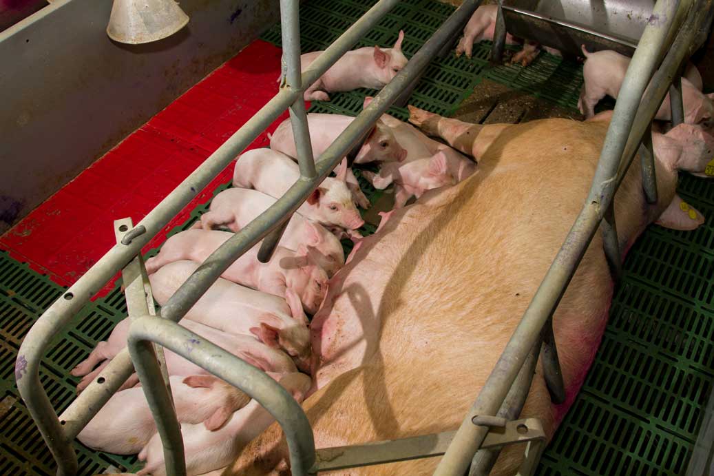 danbred case bonafarm photo of pig in weaning stage. A sow laying giving milk to piglets