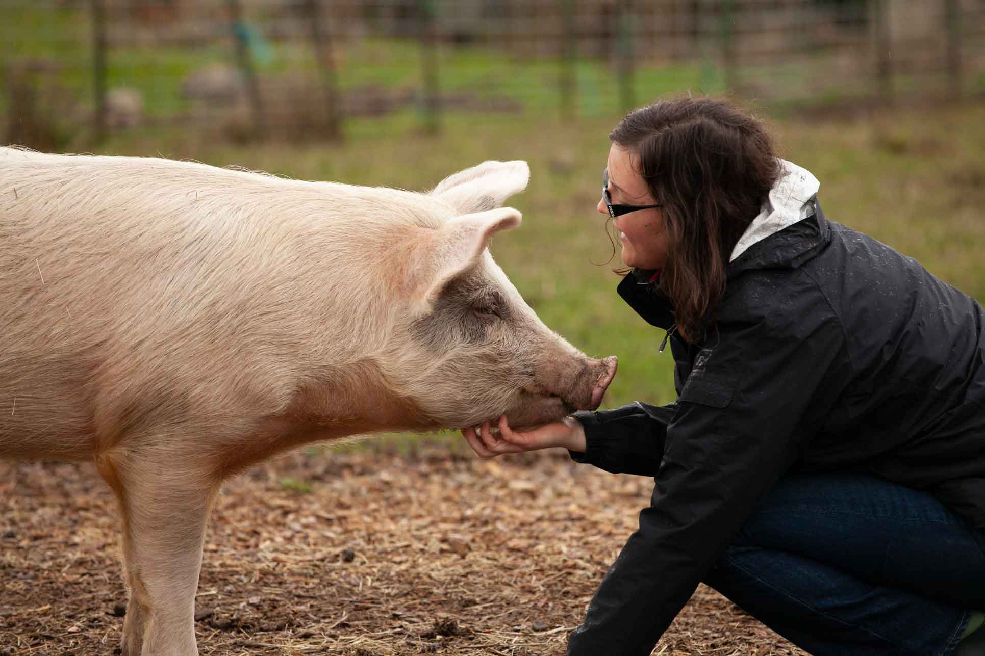 The road to low use of antibiotics in pig production