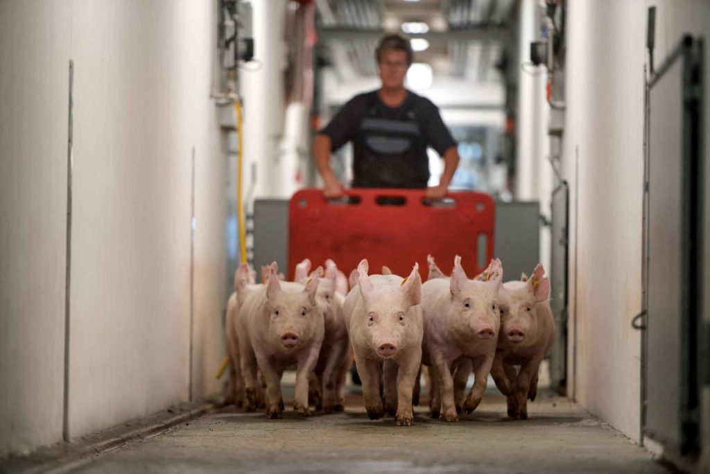 Practical management to improve sow longevity
