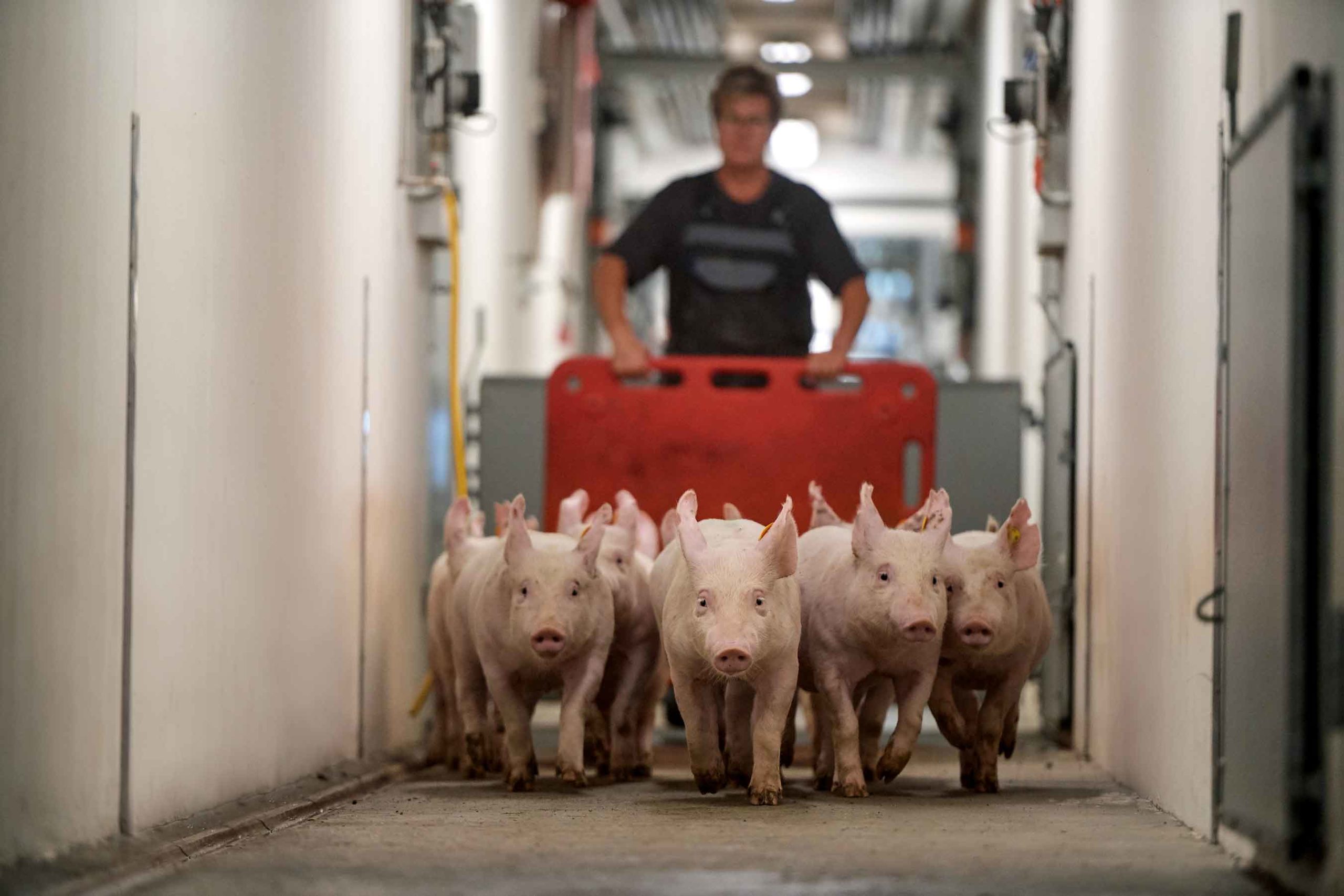Practical management to improve sow longevity