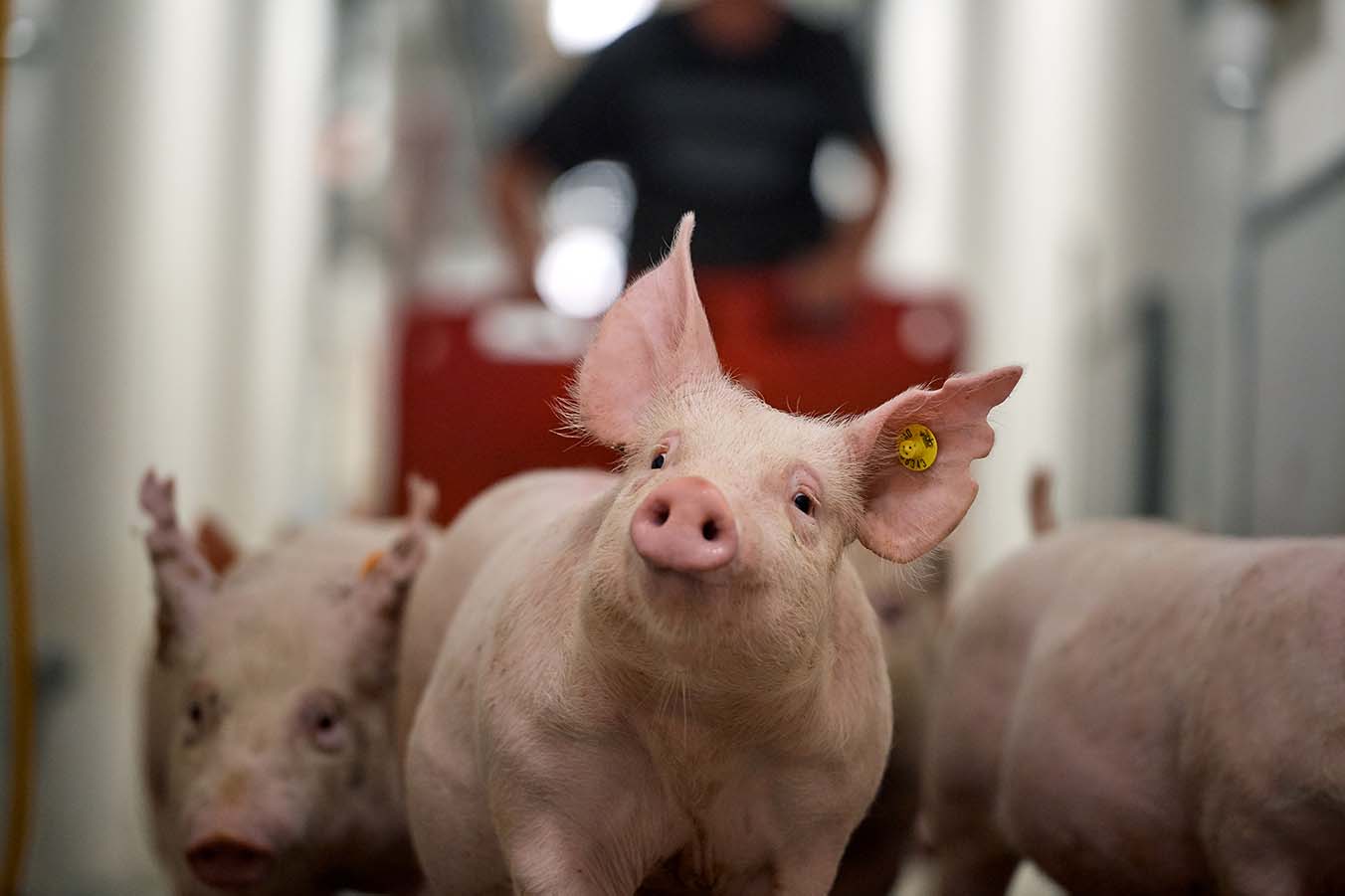 Genomic selection