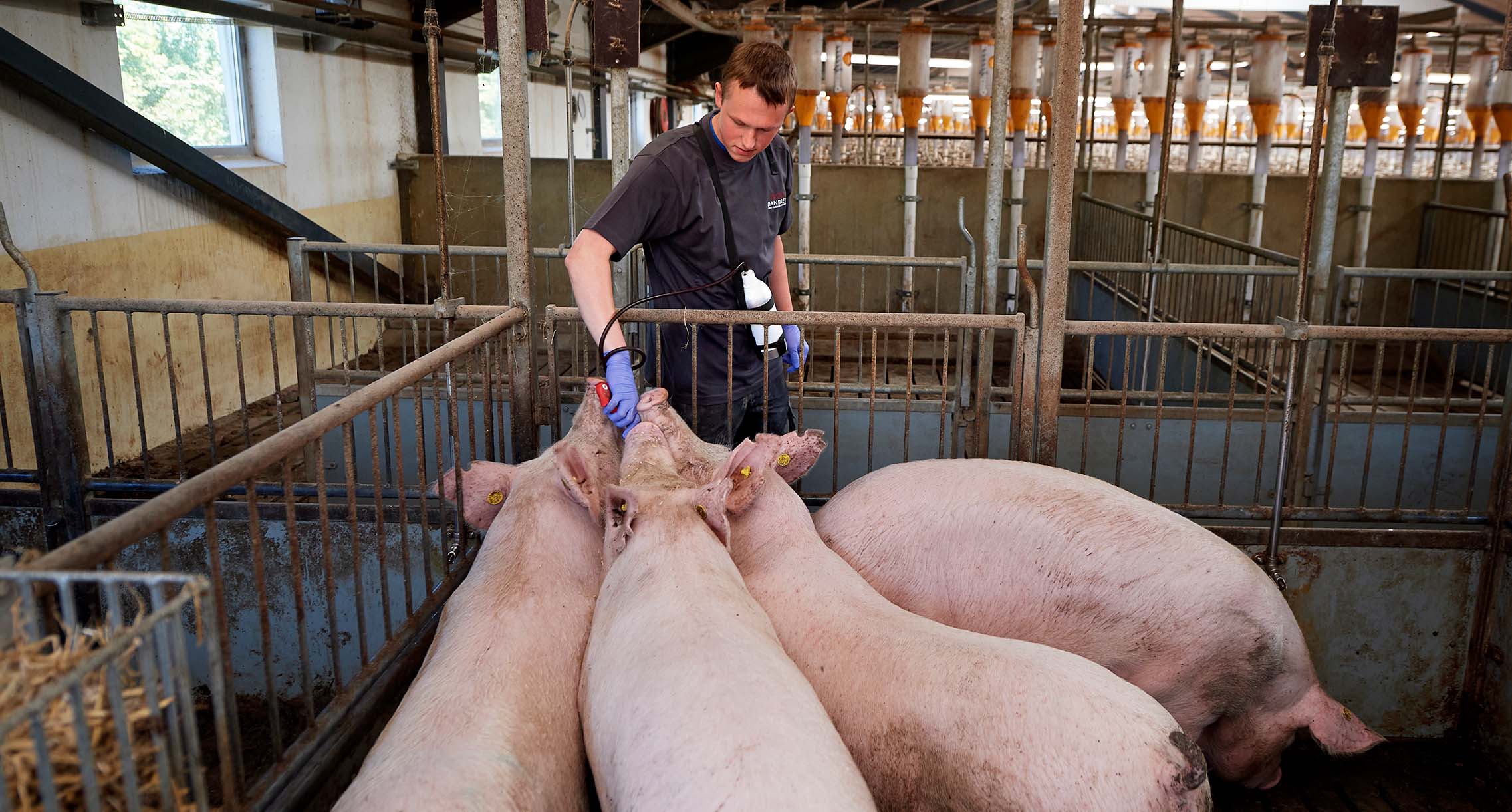 Can we use the pig’s history to increase future daily gain?