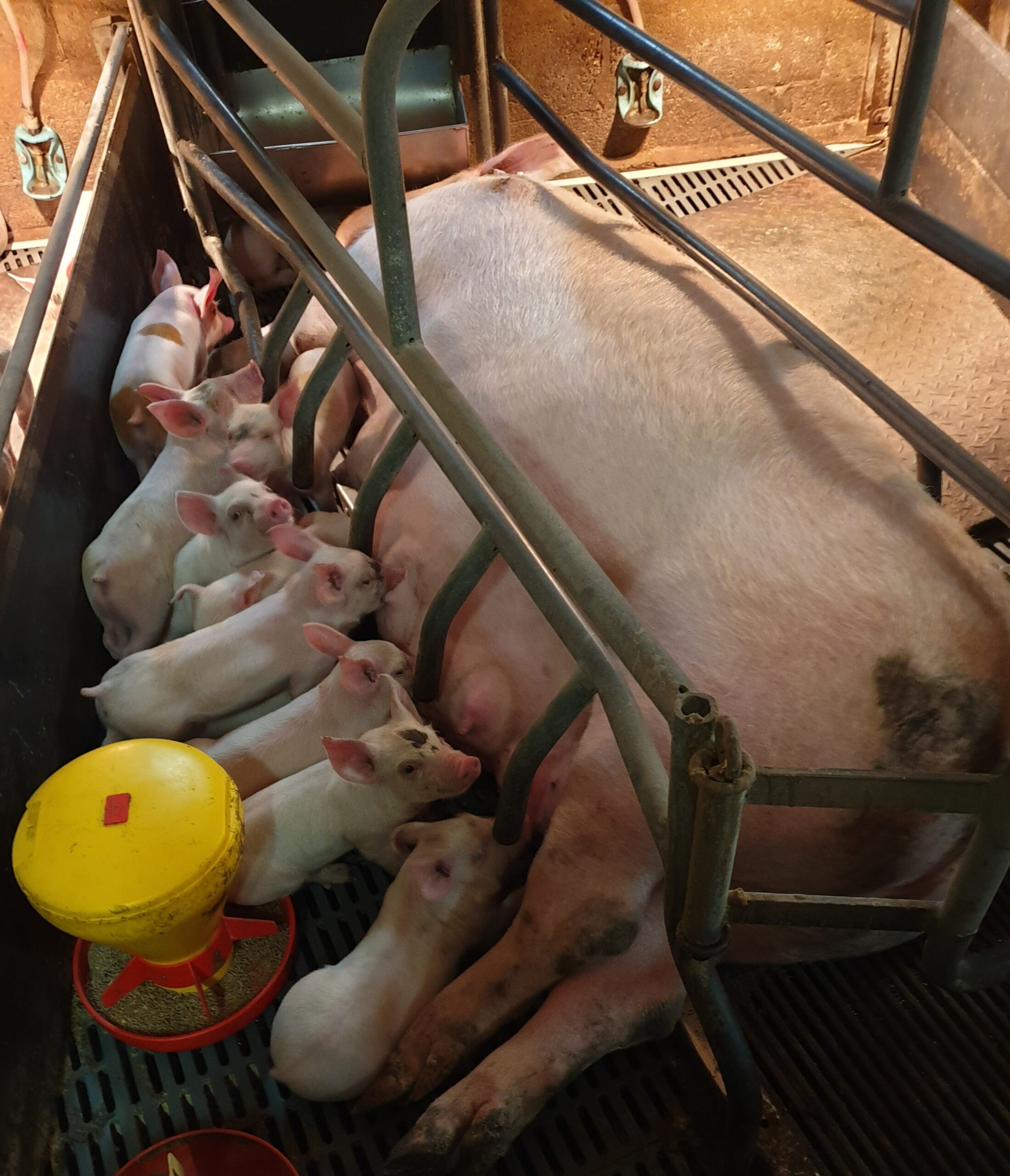 sow to be weaned