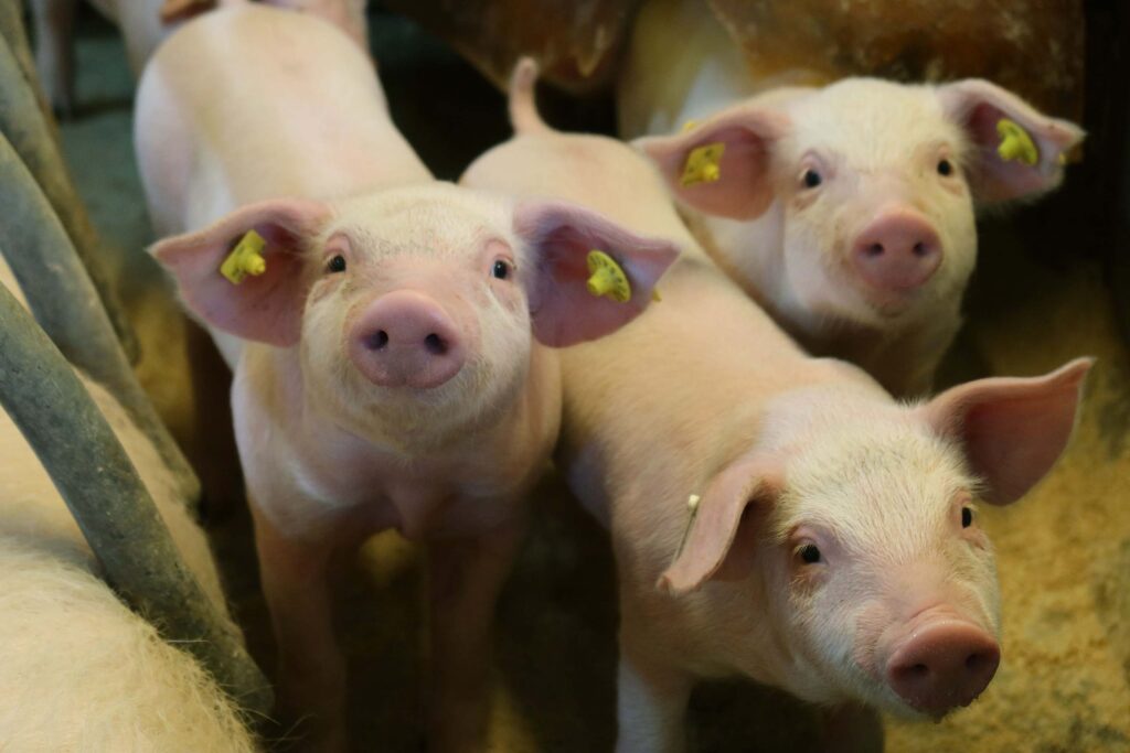 Weaned piglets 7-30