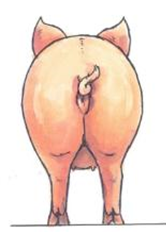 Fat ≥ 15 mm backfat