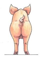 Skinny ≤ 11 mm backfat