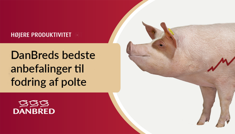 DanBreds bedste anbefalinger til fodring af polte