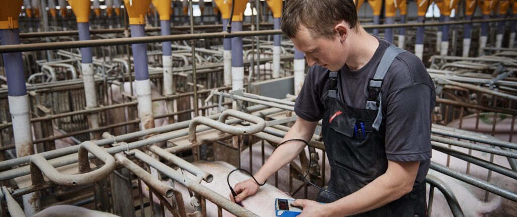 Optimum gilts at first mating