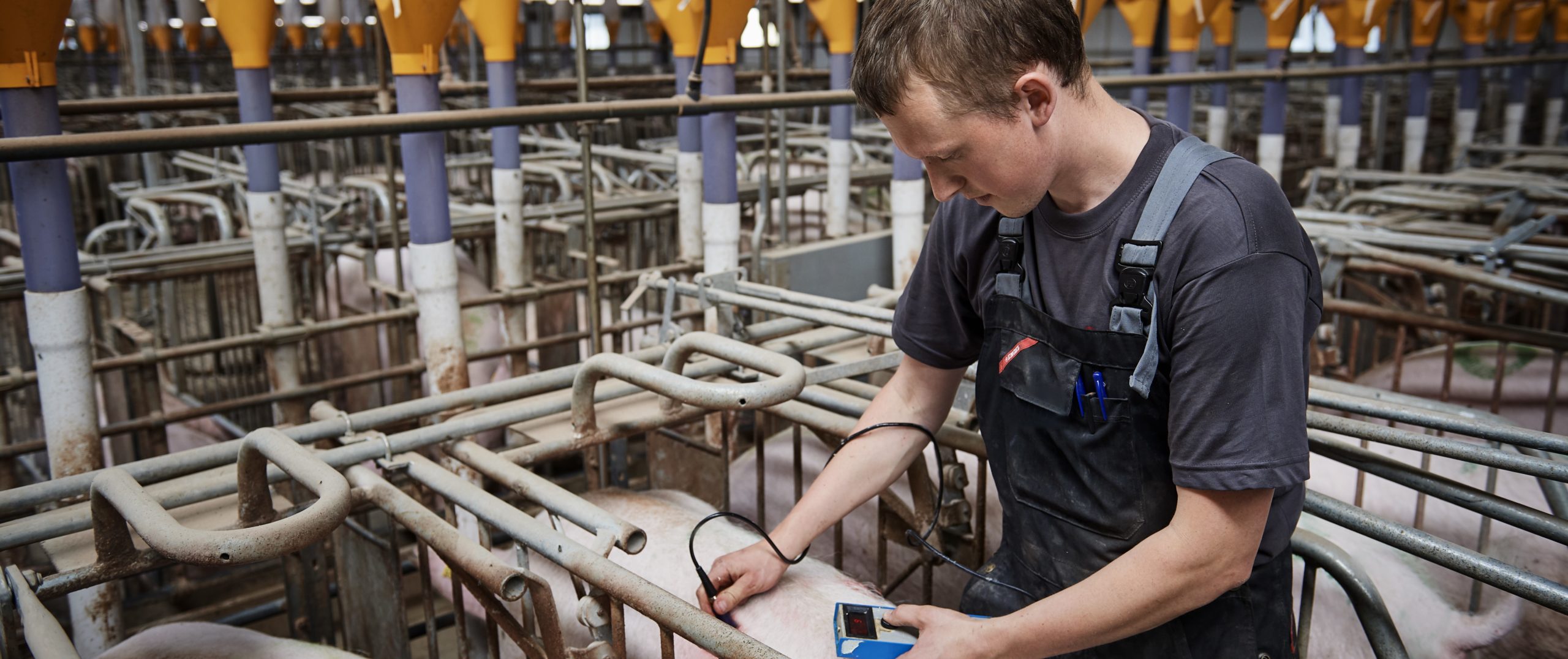 Optimum gilts at first mating