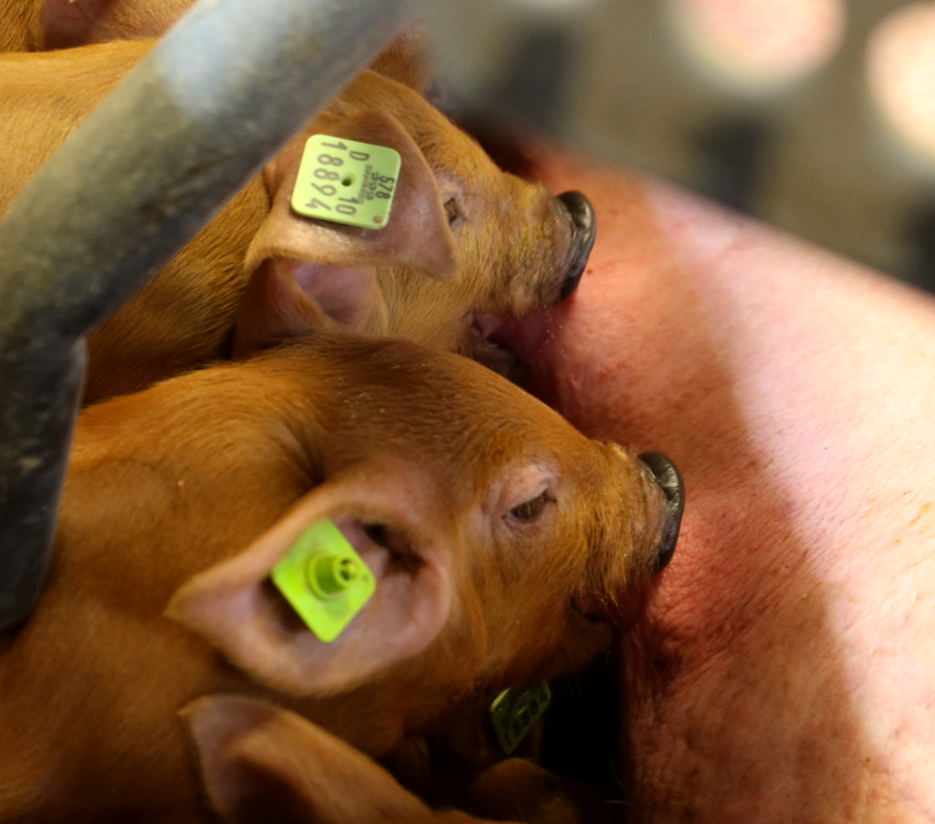 DanBred Duroc piglets