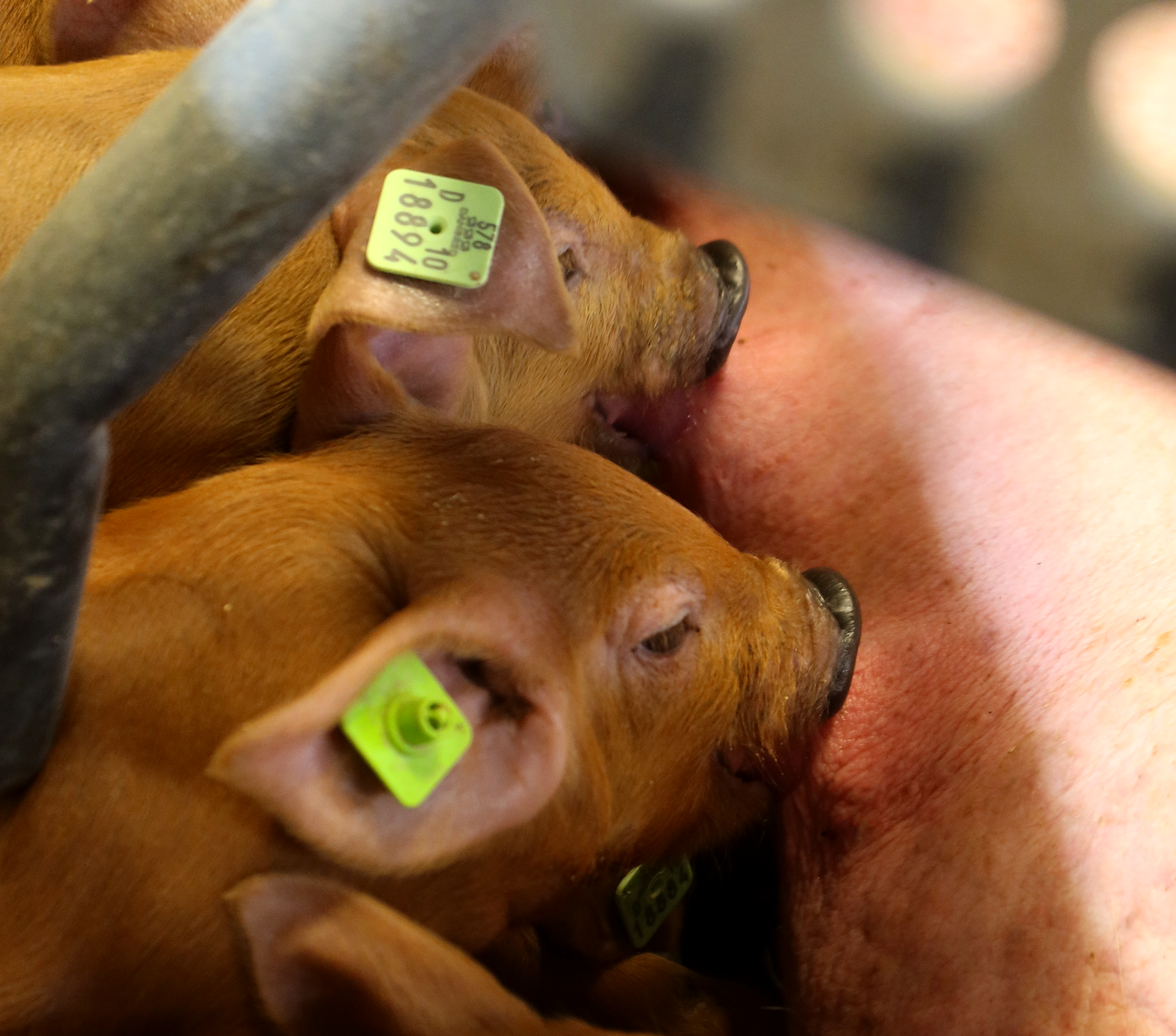 DanBred Duroc piglets