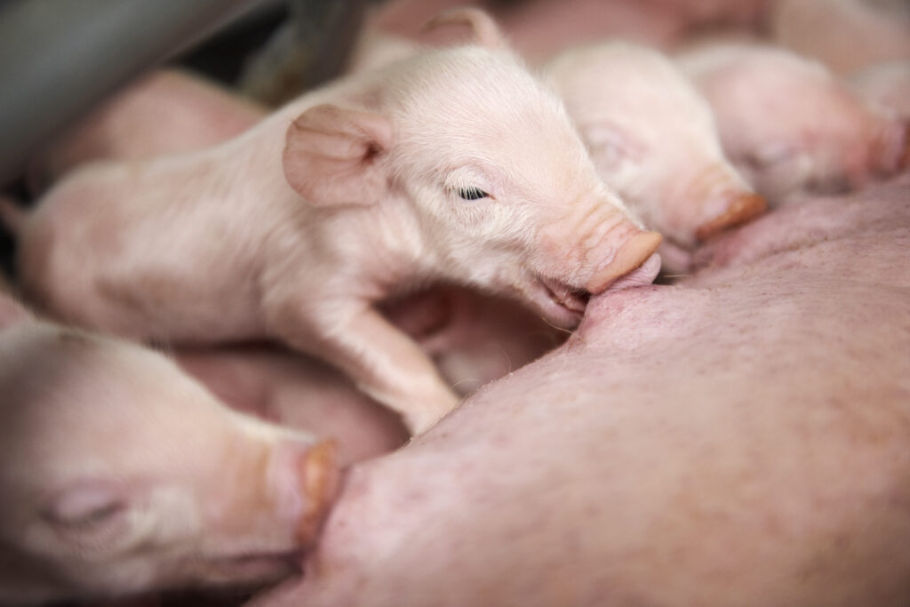 Piglets
