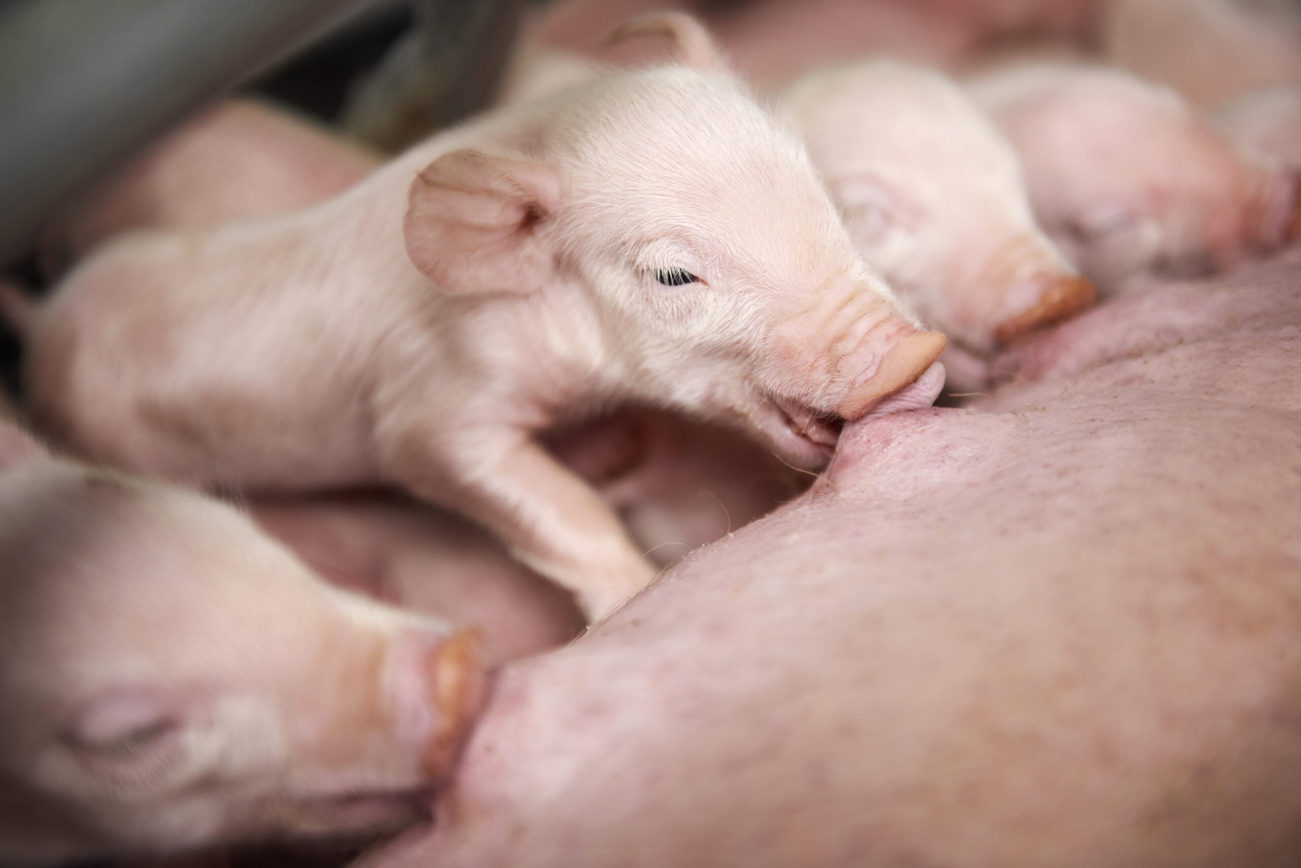 Piglets
