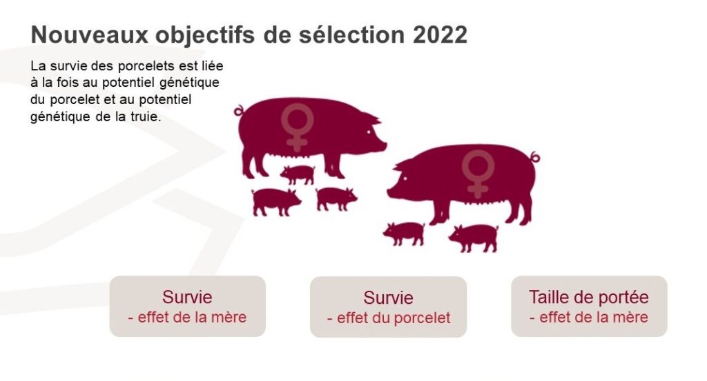 l'objectif de sélection DanBred