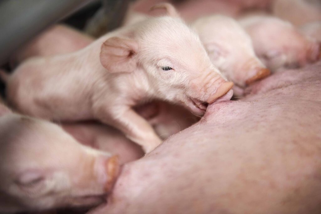 Piglets suckling