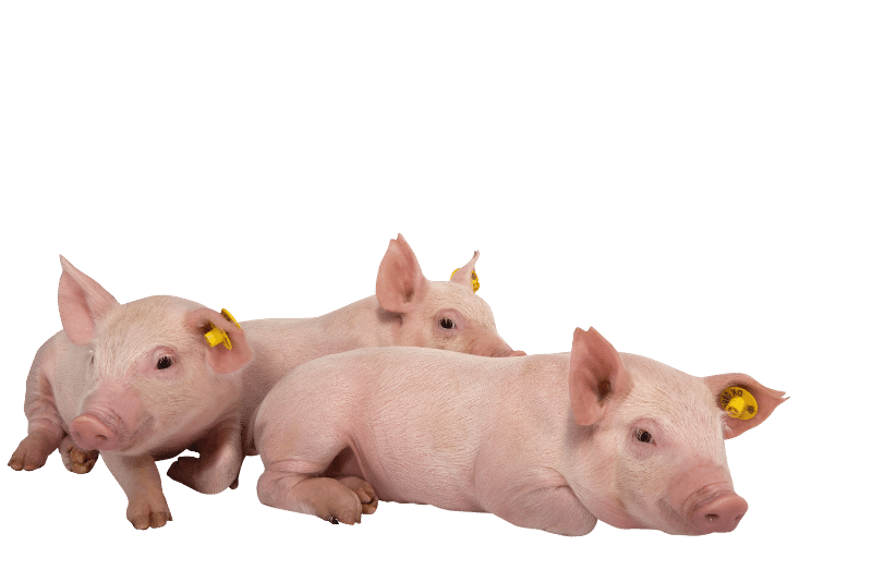 three piglets lying down