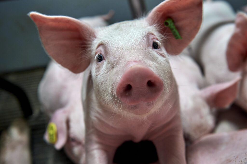 Avoid heat stress in pigs