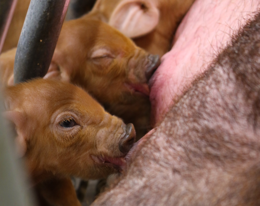 DanBred Duroc piglets