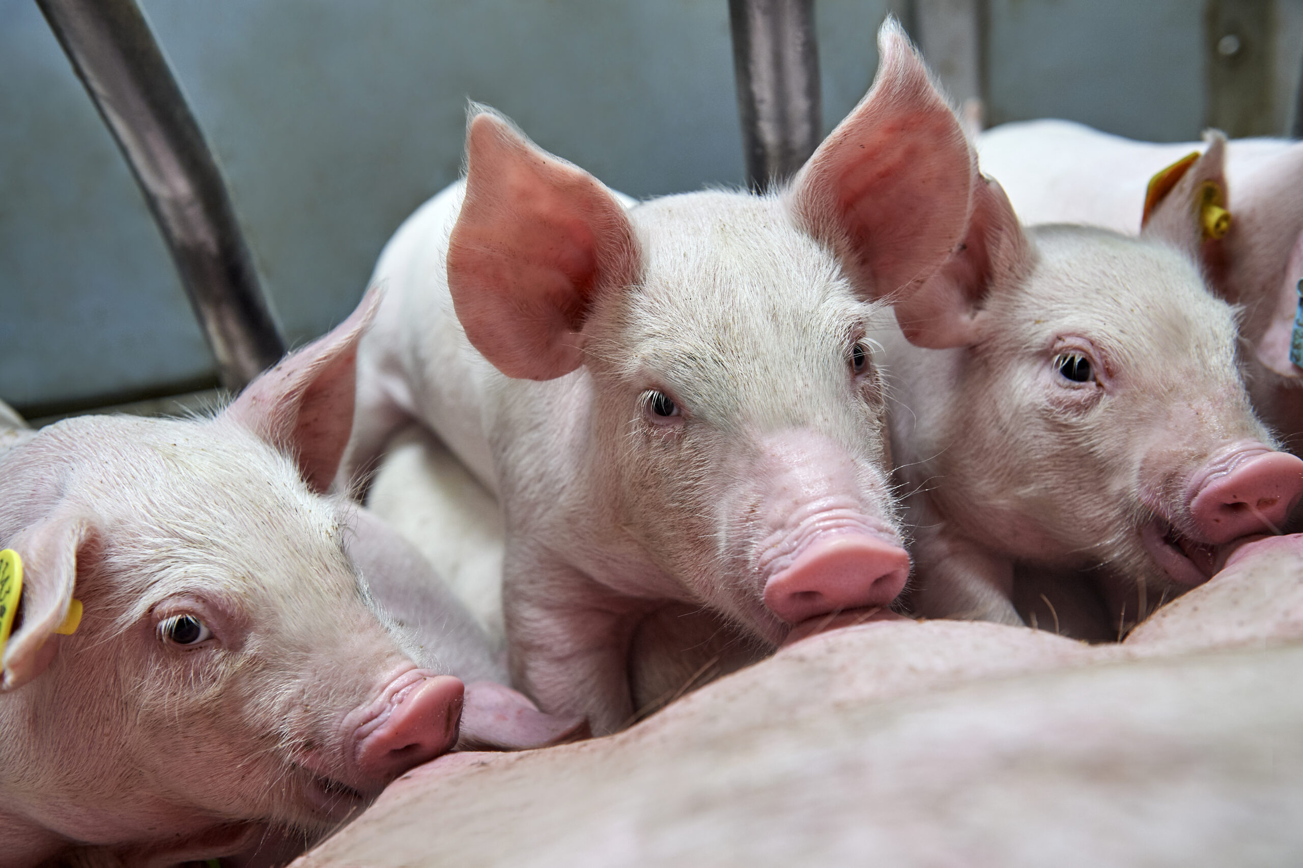 Piglets nursing - Litter weight gain
