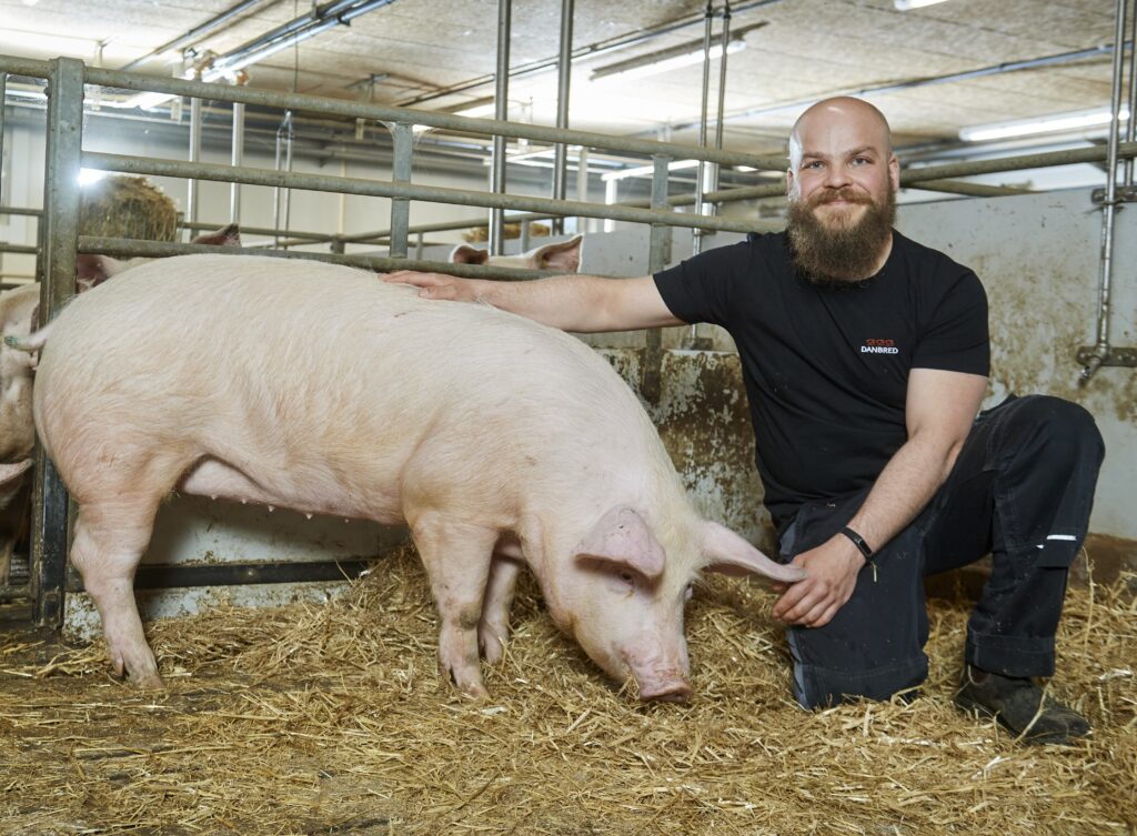 Man and gilt in the stable