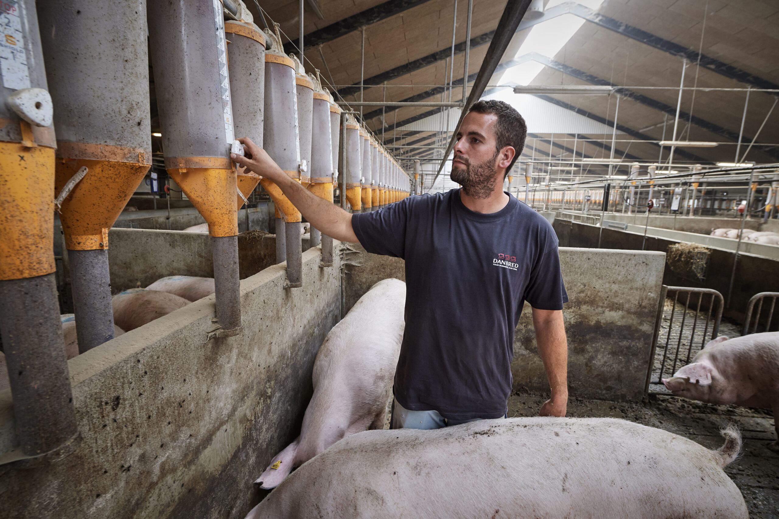Feeding gestating sows