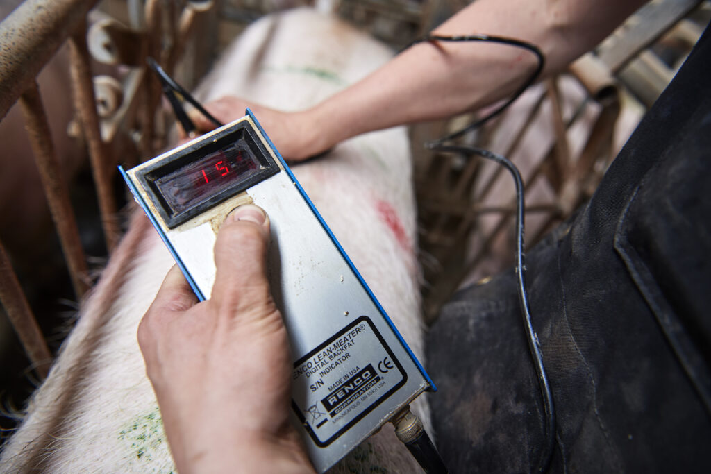 Backfat measurement
